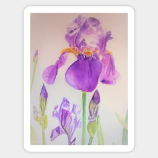 Iris Watercolor Painting - Elegant Purple Sticker